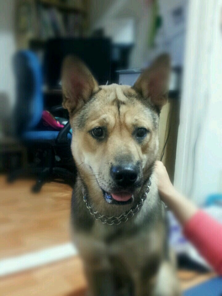 도봉구 방학동 에서 진도견 을찾아요 