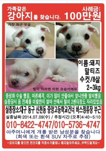 [대구 신천동]7월9일 말티즈(돼지)/수컷 실종됐어요. 검정SUV 차주를 찾습니다..