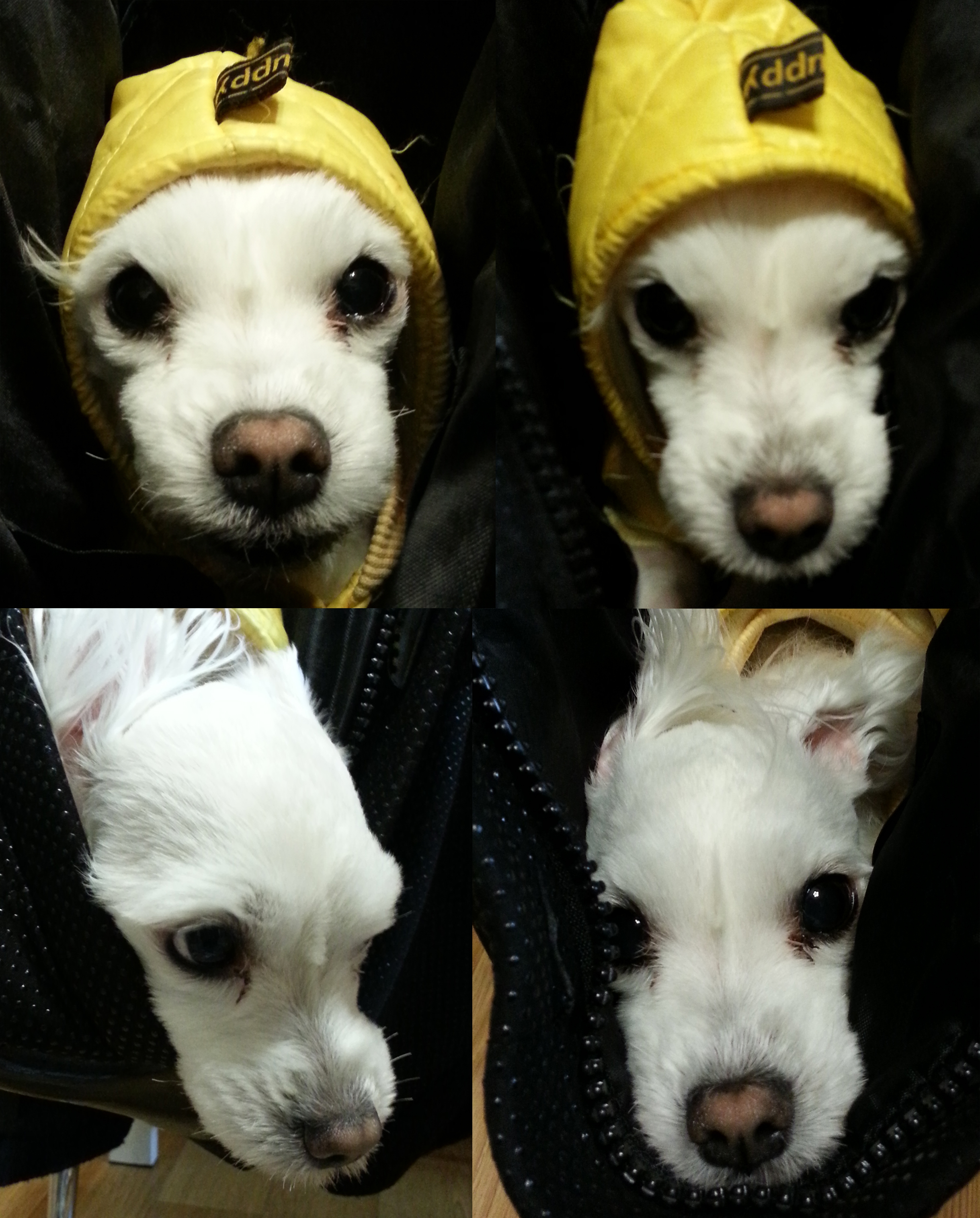 [대구 신천동]7월9일 말티즈(돼지)/수컷 실종됐어요. 검정SUV 차주를 찾습니다..