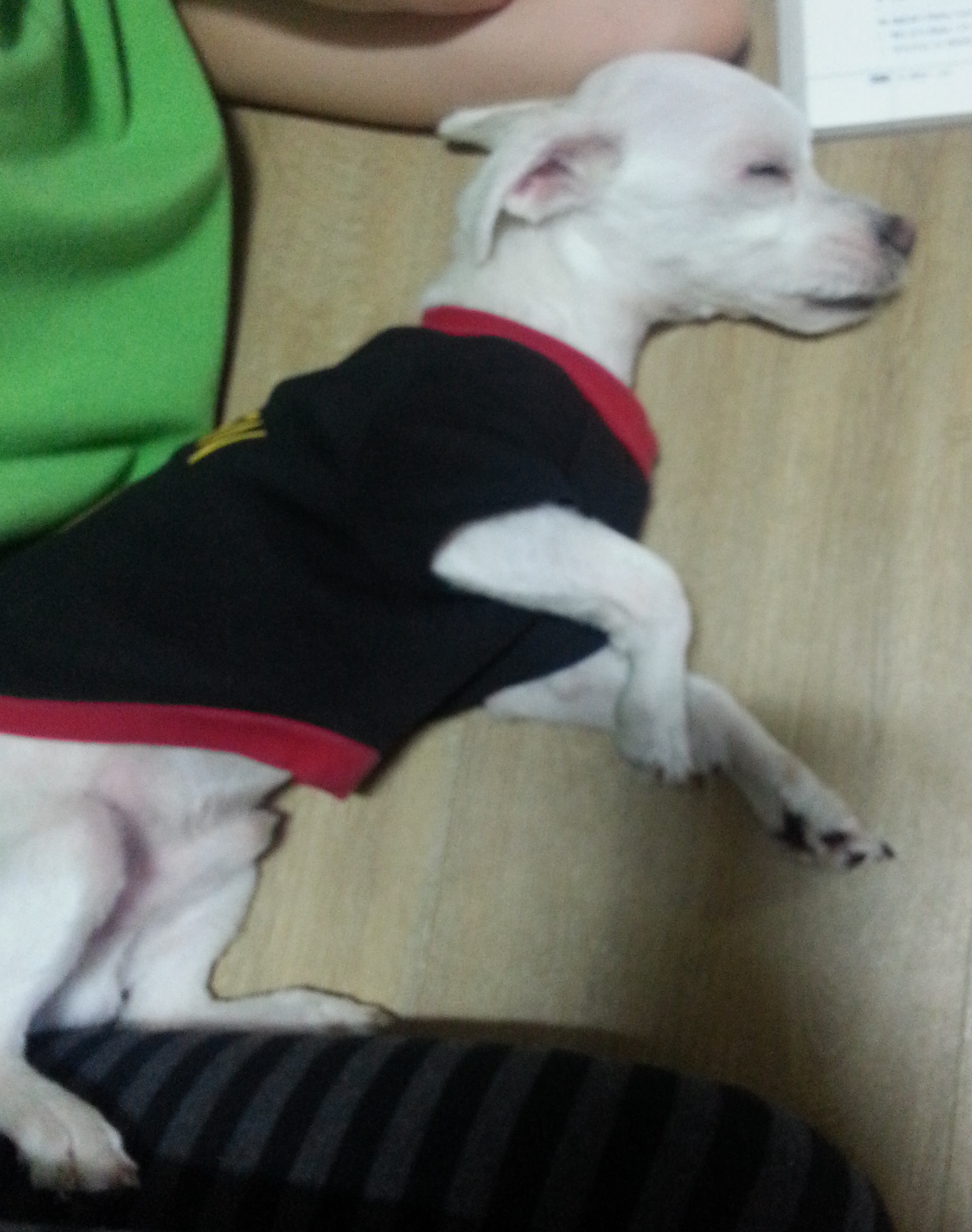 [대구 신천동]7월9일 말티즈(돼지)/수컷 실종됐어요. 검정SUV 차주를 찾습니다..