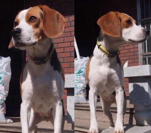 인천에서 실종된 비글여아 찾아요