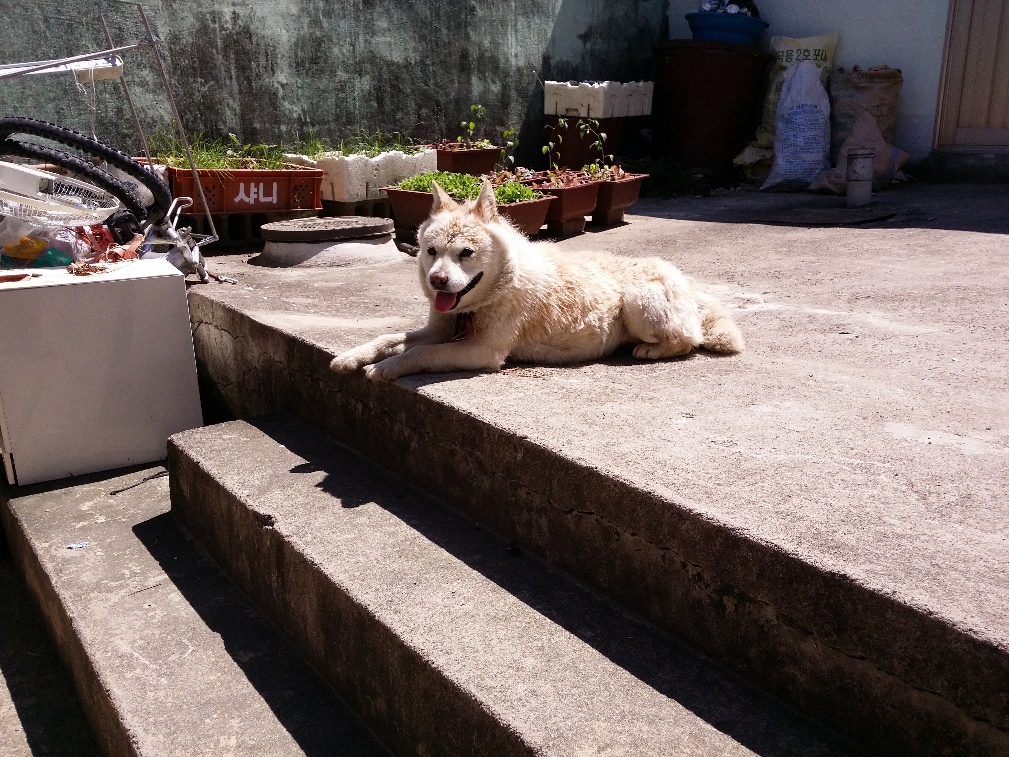 6살된 개를 찾습니다