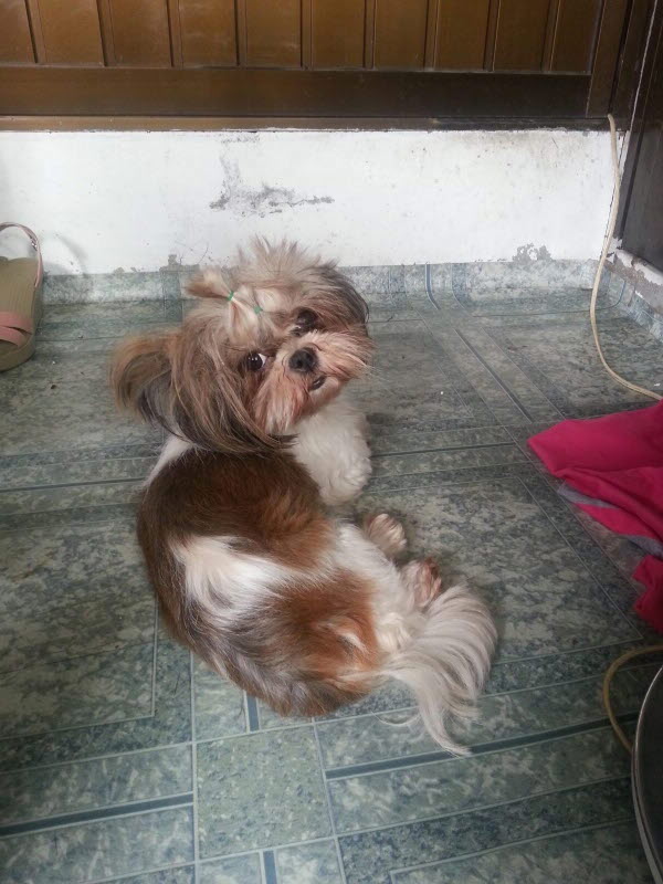 시츄여아 보호중이예요~ 꼭 봐주세요~ㅜㅜ