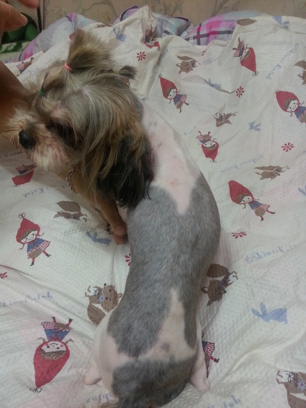 시츄여아 보호중이예요~ 꼭 봐주세요~ㅜㅜ