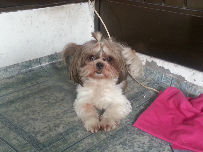 시츄여아 보호중이예요~ 꼭 봐주세요~ㅜㅜ