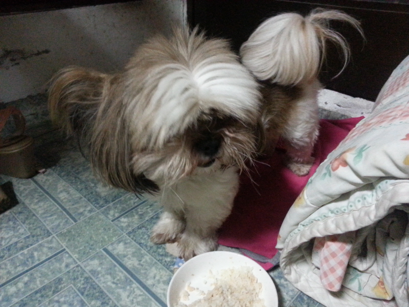 시츄여아 보호중이예요~ 꼭 봐주세요~ㅜㅜ