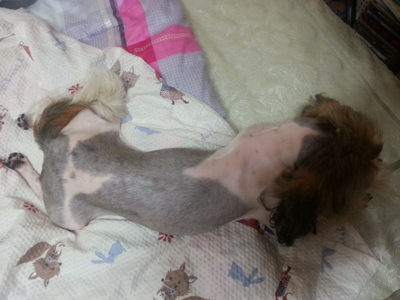 시츄여아 보호중이예요~ 꼭 봐주세요~ㅜㅜ