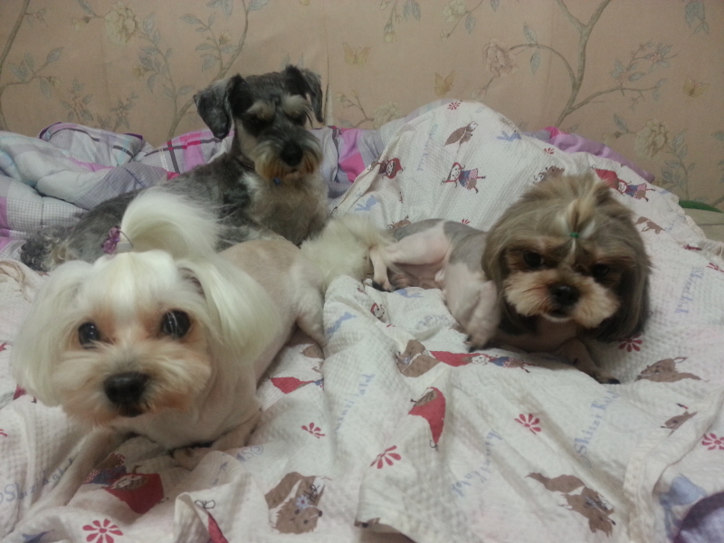 시츄여아 보호중이예요~ 위에글에 사진이 모자라 더 첨부해요~