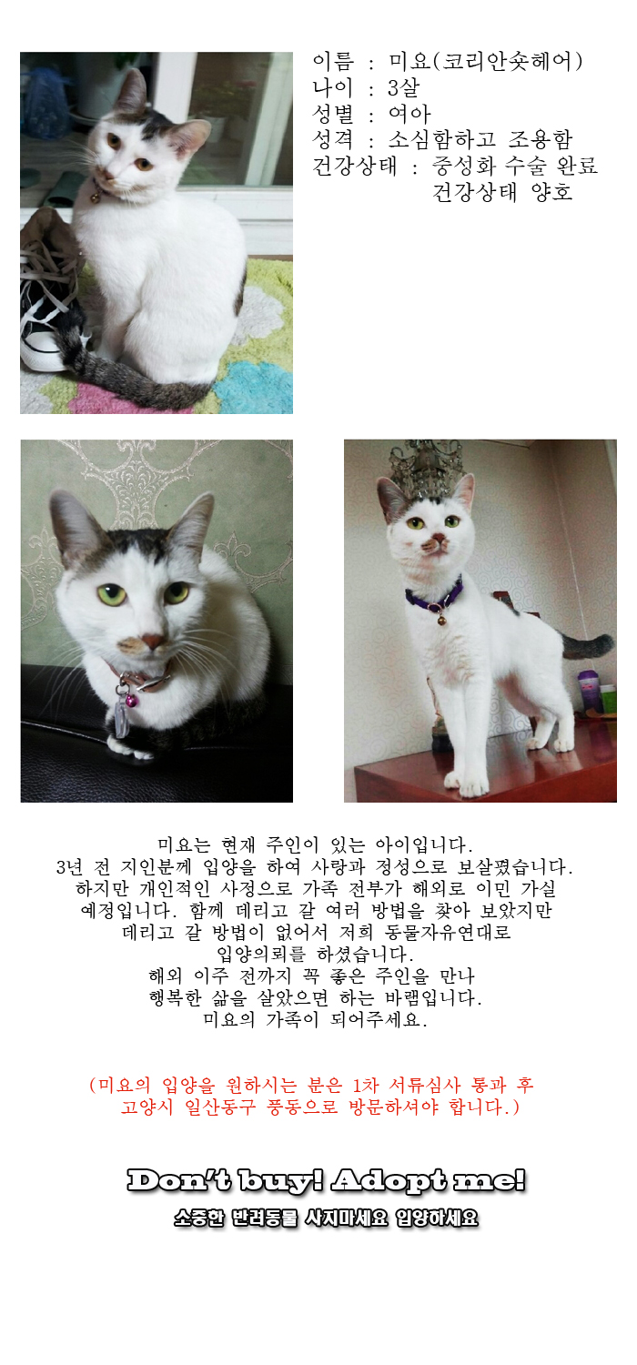 [D15-01관외]주인의 이민으로 혼자 남게 될 미요