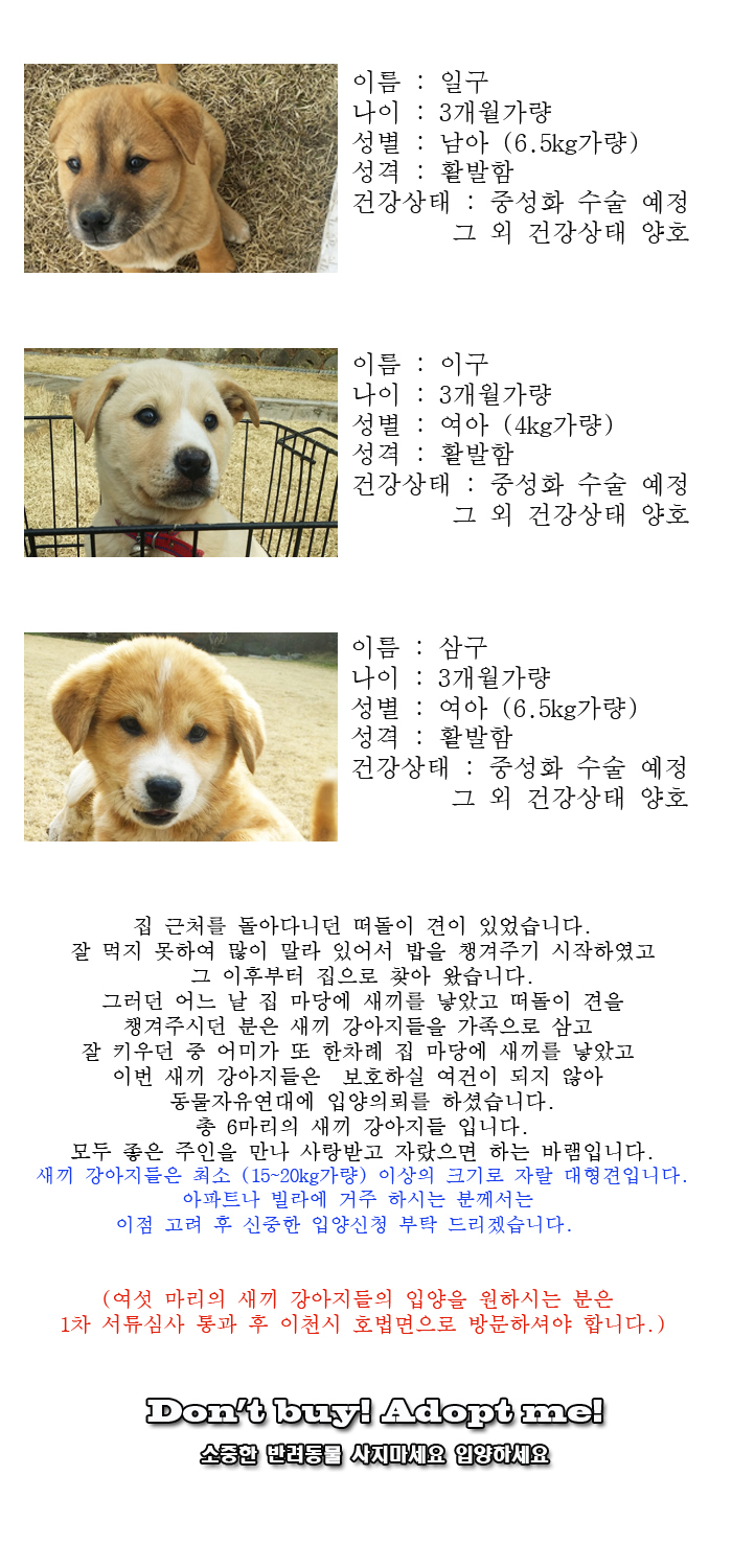 [D15-10관외]집 마당에 낳은 6마리의 새끼 강아지들