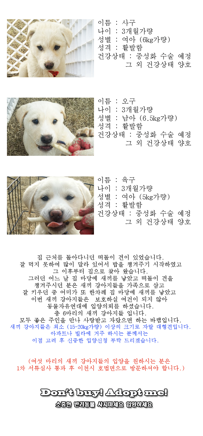 [D15-11관외]집 마당에 낳은 6마리의 새끼 강아지들 