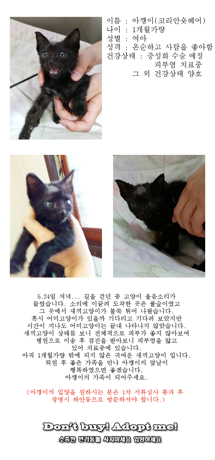 [D15-22관외]풀숲에서 배회하던 아깽이