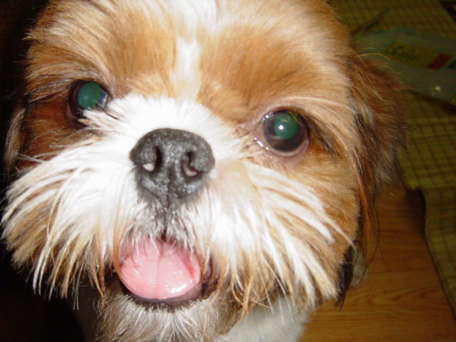 [D03-029관] 시추 동건이 = 입양완료