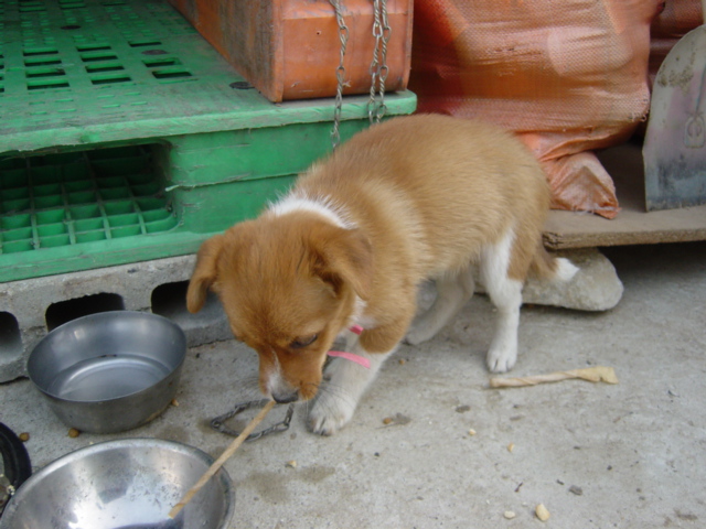 [D03-047외] 혼혈자견 보리와 싸리 = 입양완료