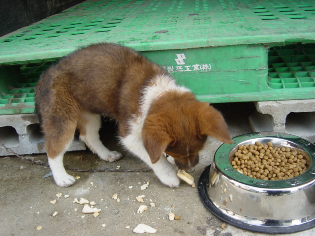 [D03-047외] 혼혈자견 보리와 싸리 = 입양완료