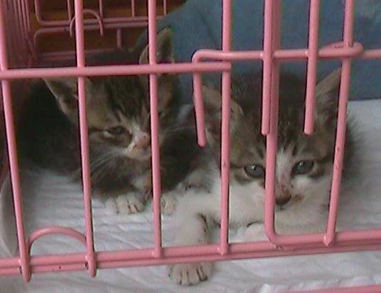 [C03-004관] 아기고양이 진이 = 입양완료