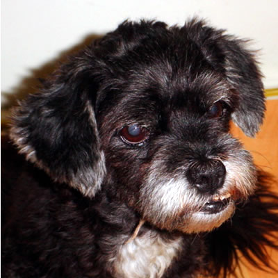 [D03-040관] 슈나우져믹스 마르쉐 = 입양완료