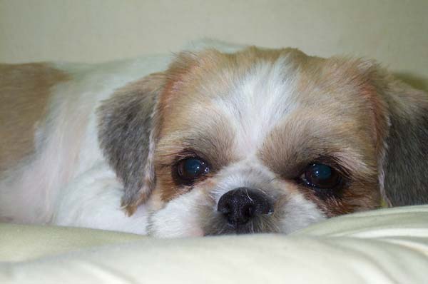 [D03-041관] 시추 제제 = 입양완료