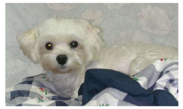 [D03-059관] 말티즈 꼬맹이 = 입양완료