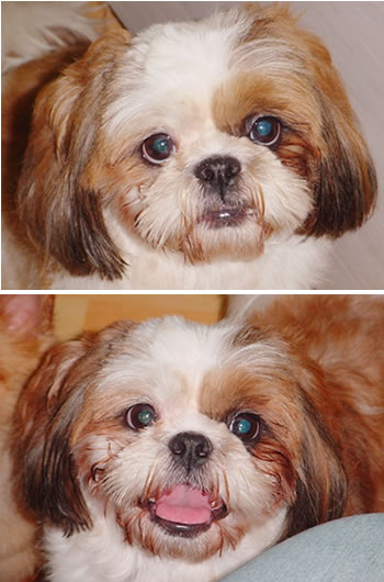 [D03-039관] 시추 짱이 = 입양완료