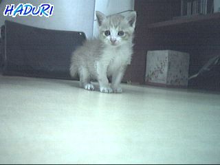 [C03-009외] 아기고양이 다섯째 = 입양완료