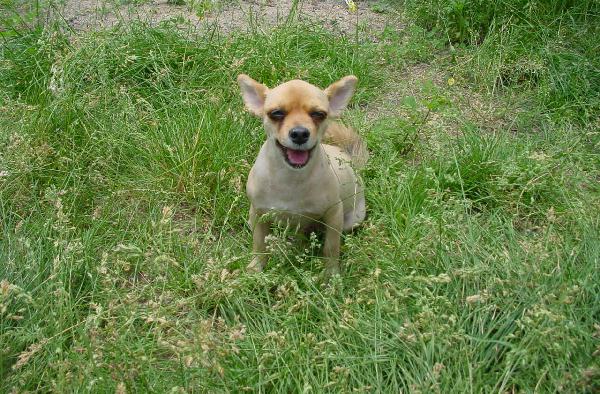 [D03-044관] 포메라이언 혼혈 왕딱지 = 입양완료