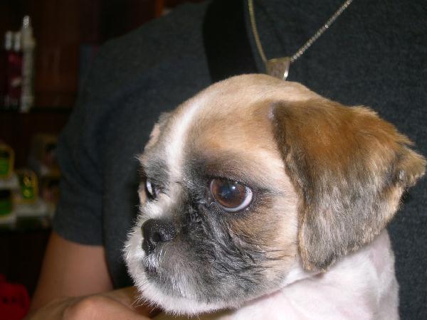 [D03-064관] 시추혼혈 바둑이