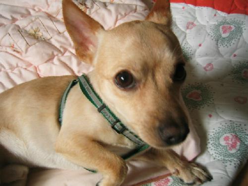 [DO3-073관] 치와와혼혈 똘이 = 입양완료