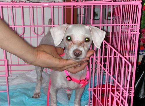 [D03-071관] 말티즈 예삐 = 입양완료