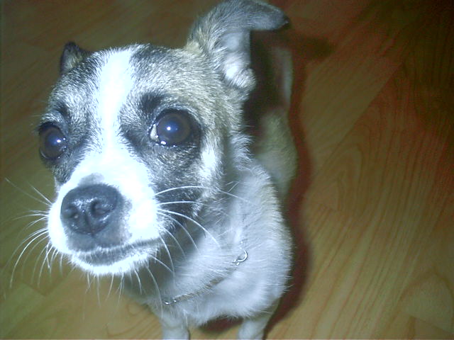 [D03-072관] 발바리 장미 = 입양완료