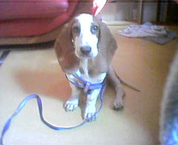 [D03-073외] 바셋하운드 꽃돌이 = 입양완료