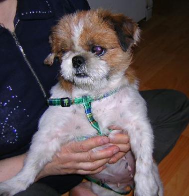 [D03-057관] 시추 몽실이 = 입양완료