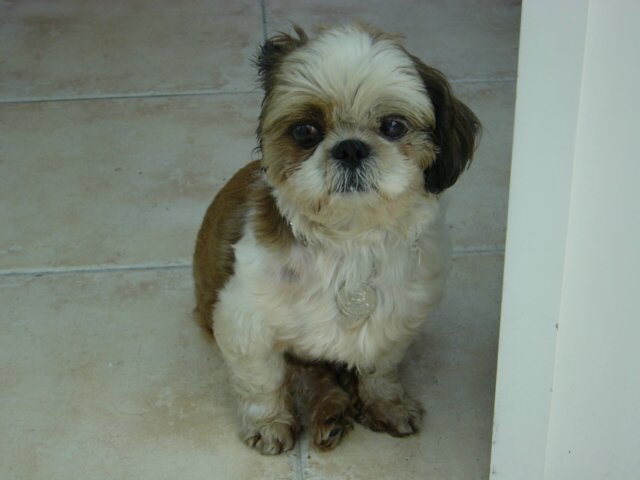 [D03-070관] 시추 새벽이 = 입양완료