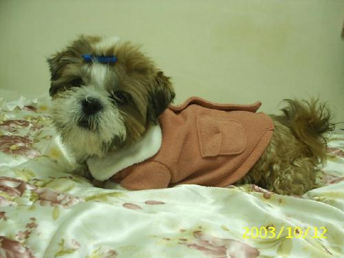 [D03-077관] 시추 밤톨이 = 입양완료