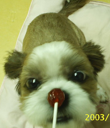 [D03-077관] 시추 밤톨이 = 입양완료