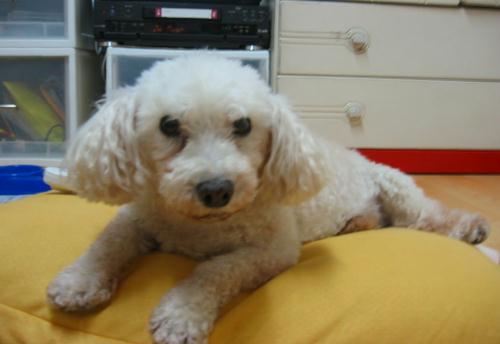 [D03-086관] 푸들 독구 = 입양완료