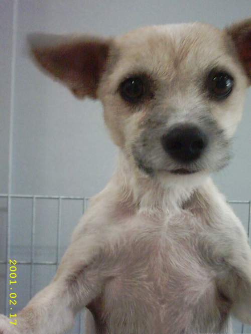 [D04-001관] 발바리 순자 = 입양완료