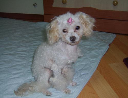 [D04-003관] 푸들 쪼미 = 입양완료