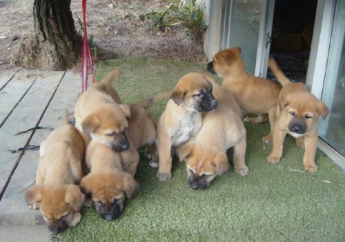 [D04-004외] 누렁이 귀동이의 8마리 자견 = 입양완료