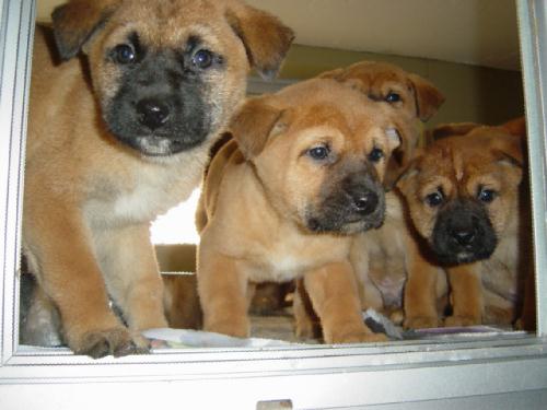 [D04-004외] 누렁이 귀동이의 8마리 자견 = 입양완료