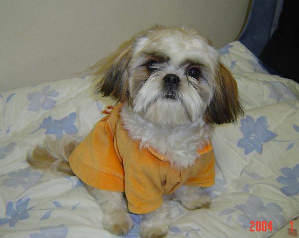 [D04-010관] 시추 업둥이 = 입양완료