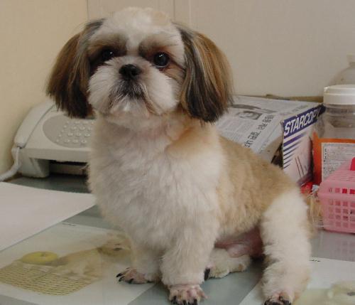 [D04-010관] 시추 업둥이 = 입양완료