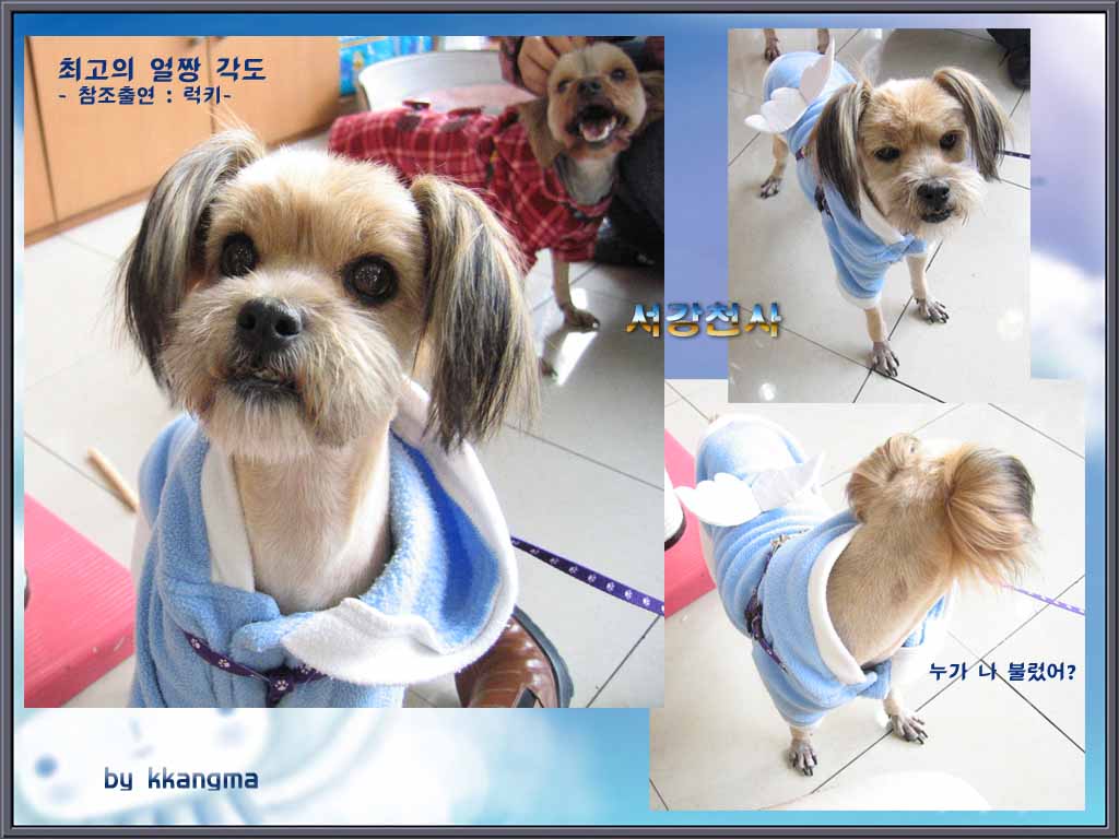 [D04-014관] 요크셔혼혈 서강이 = 입양완료
