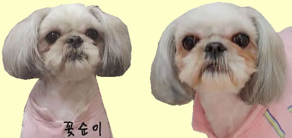 [D04-020관] 시추 꽃순이 = 입양완료