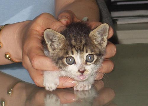 [C04-003관] 아기고양이 애기 = 입양완료