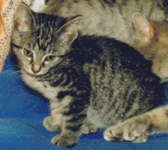 [C04-005외] 아기고양이 캣츠 = 입양완료