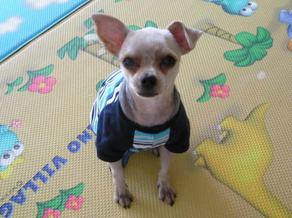 [D04-051관] 요크셔 광복이 = 입양완료