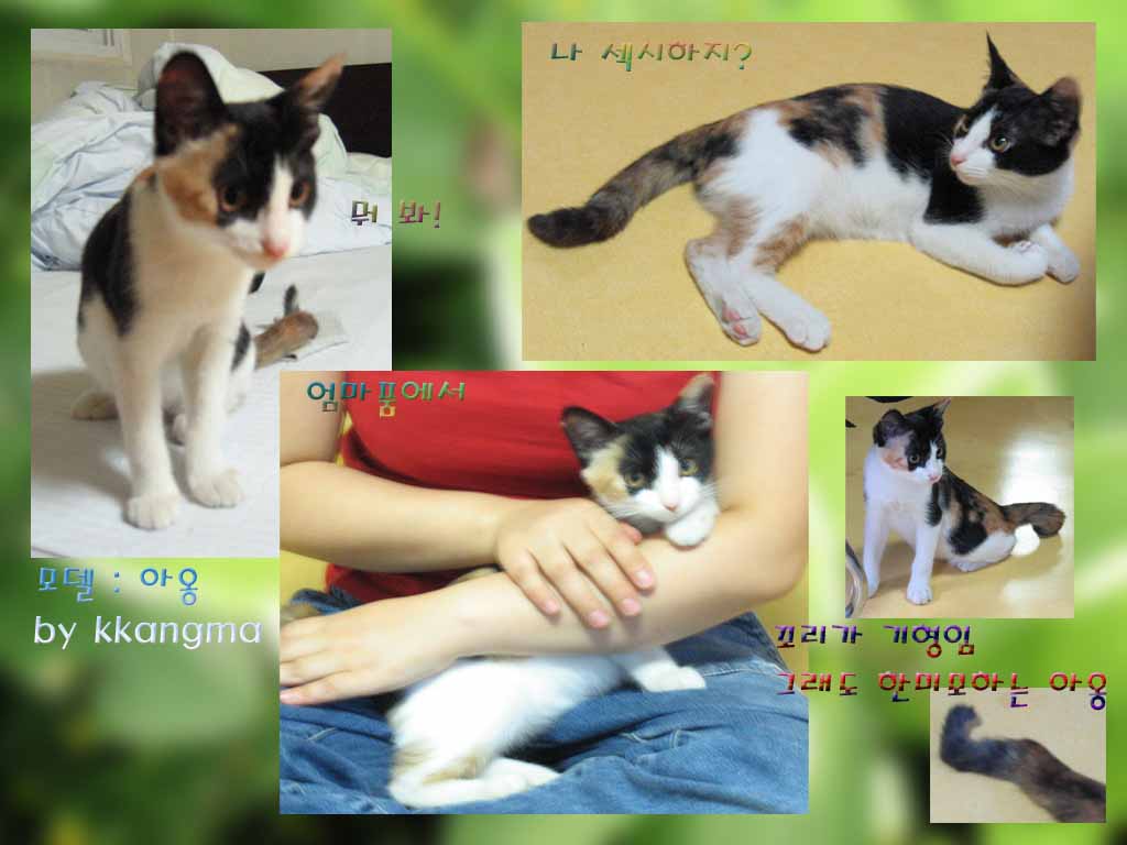 [C04-007관] 아기고양이 아옹이 = 입양완료