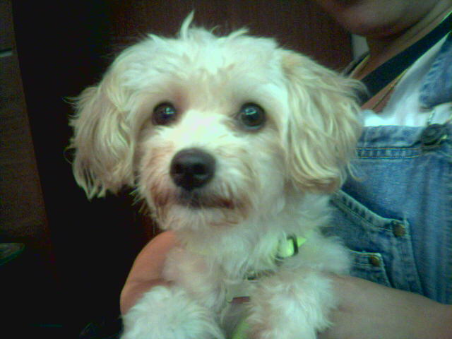 [D02-071관] 푸들혼혈 팝콘 = 입양완료