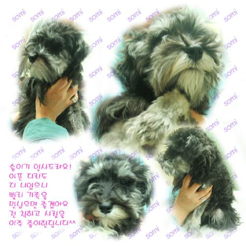 [D04-064관] 슈나우져 솜이 = 입양완료